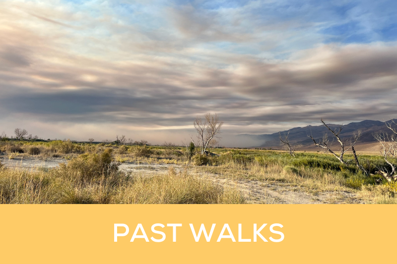 Past Walks